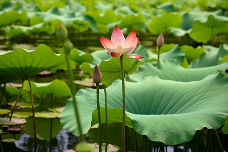 美丽荷花池图片