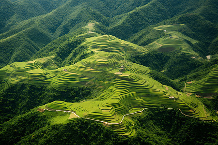 山野梯田图片