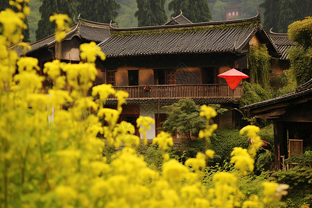 油菜花田图片