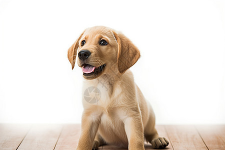 可爱的宠物狗幼犬背景图片
