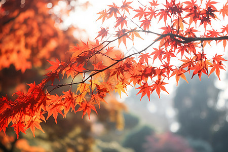 枫叶风景秋天红色枫叶特写背景