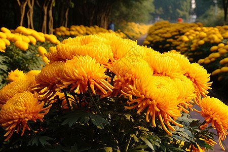 小邹菊植物园金秋菊花展背景