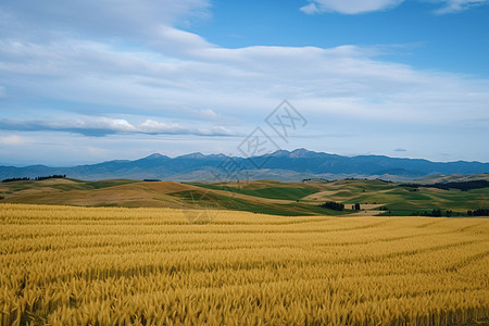 小麦农作物农场图片