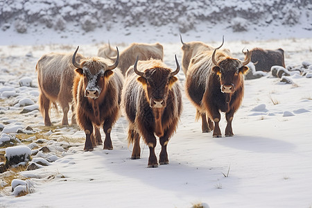 雪地中放牧的牦牛图片
