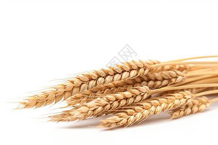 小麦麦穗的特写镜头图片