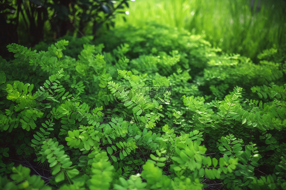 灌木丛的植物图片