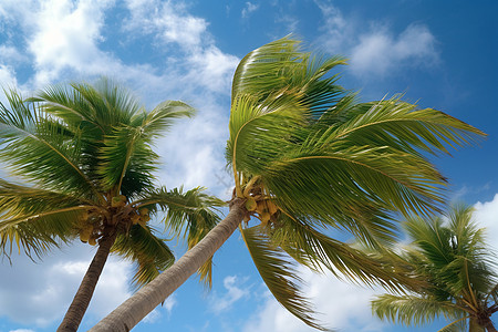高大的棕榈树图片