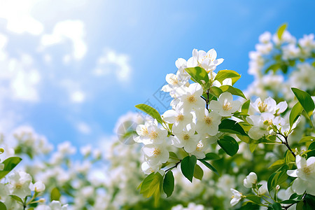 花园中盛开的茉莉花高清图片