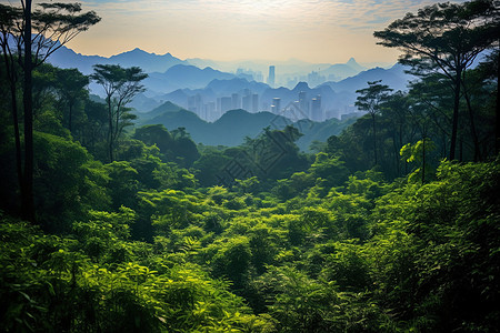 城市种植园植被图片