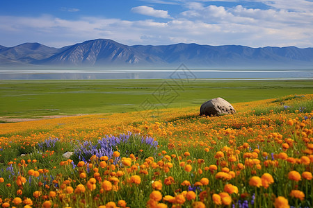 漂亮的花海图片