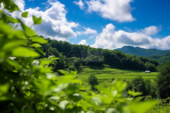 炎热的夏季绿色山林景色图片