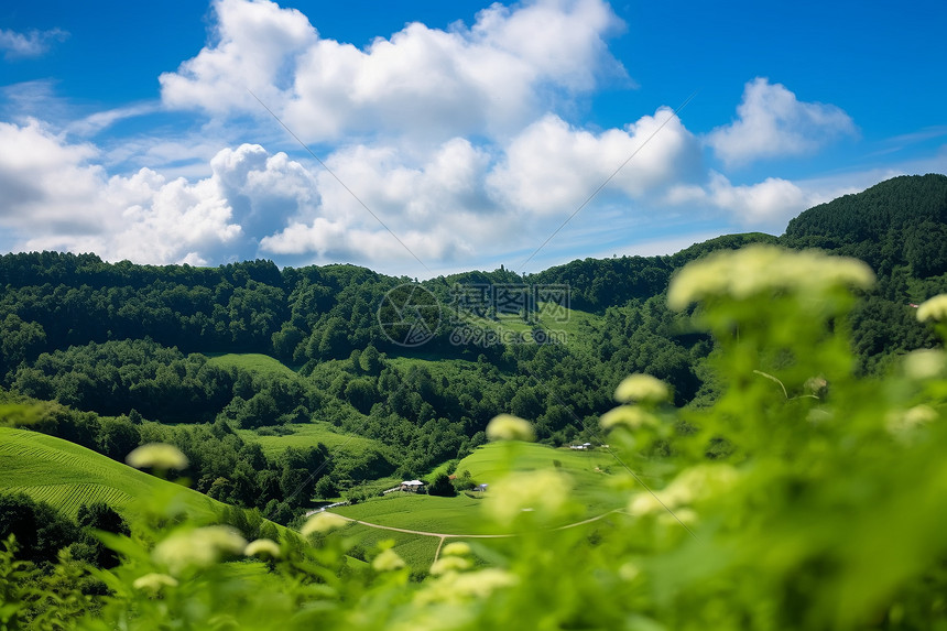 夏季清新美景图片