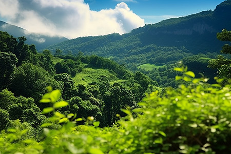 黑夜白天清新的绿色山景背景