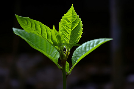 春天的绿色植物背景图片