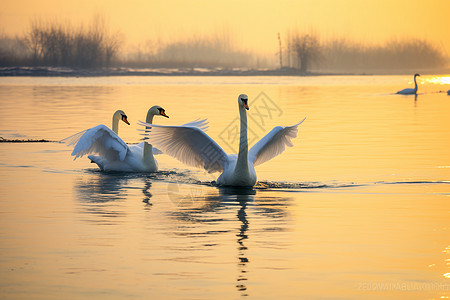夕阳下湖中的天鹅图片