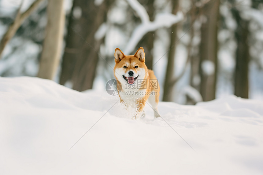 雪地中玩耍的狗狗图片