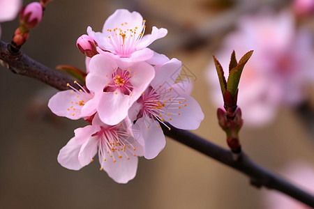 盛开的桃花图片