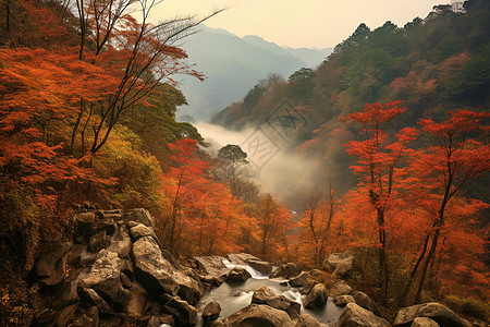 秋天雾山的红叶背景图片