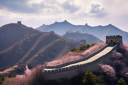 铺满樱花的古文化建筑图片