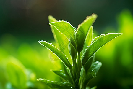 树叶水滴生长的绿叶背景