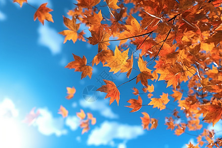秋天的分枫叶高清图片