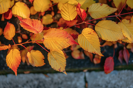 秋天街道边的落叶图片