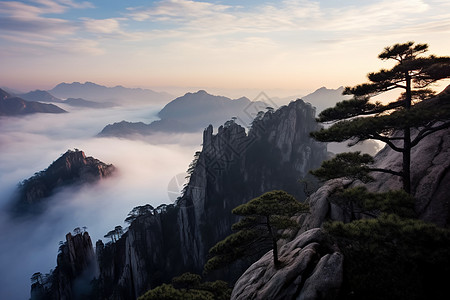 山峰上耸立的松树图片