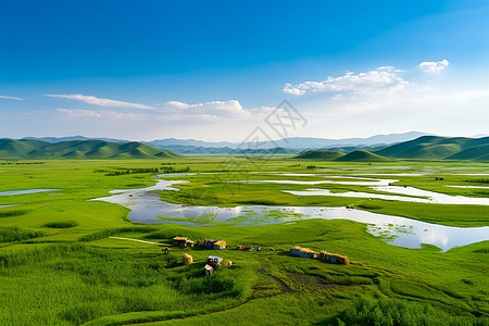 美丽的植物湿地图片