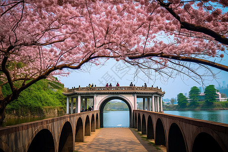 樱花拱门拱门建筑前的美丽樱花背景