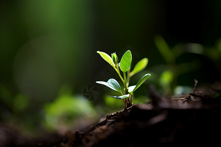 绿色生物素材绿色成长的植物背景