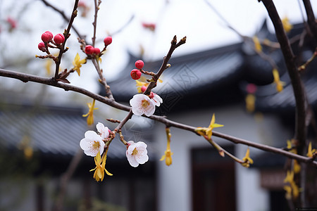 院子里刚盛开的鲜花图片