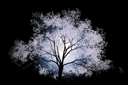 黑暗中的一棵树背景图片