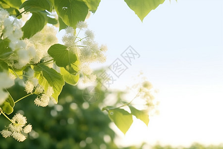 夏天树枝夏天的菩提树背景