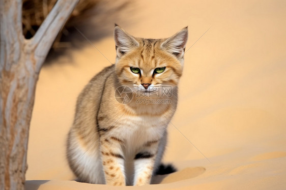 沙漠的猫科动物图片