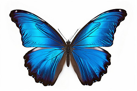 蓝蝴蝶的标本图片