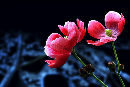 黑暗背景下盛开的两朵粉红色的花图片