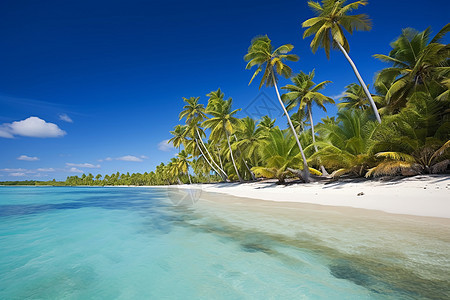 美丽的椰子树背景图片