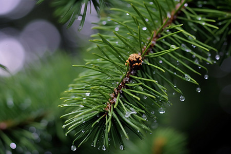 松树枝上的雨滴图片