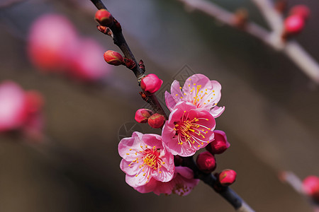 桃花盛开的特写镜头图片