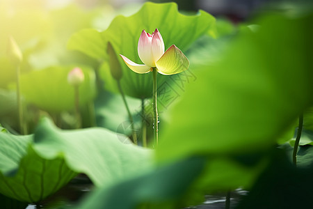 含苞待放的花朵图片