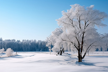 冬天雪后森林里的树木图片