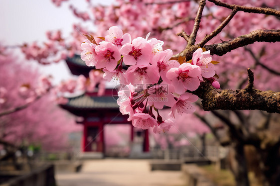 春天美丽的桃花图片