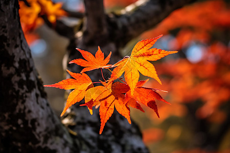 秋季树枝上的叶子图片