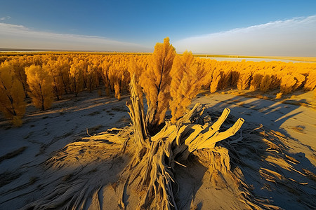沙漠里的植物胡杨林图片