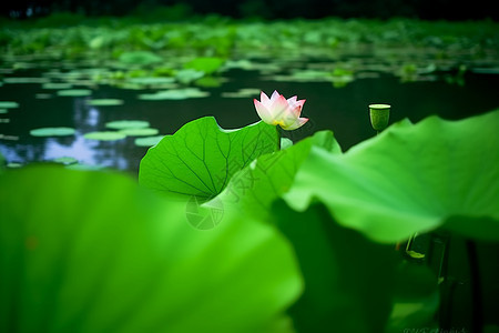 荷花池图片