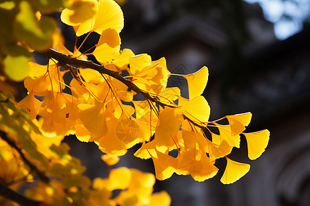阳光下橙黄色的银杏树叶背景图片