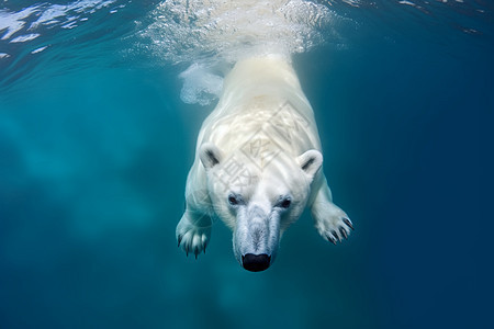 北极熊捕食图片