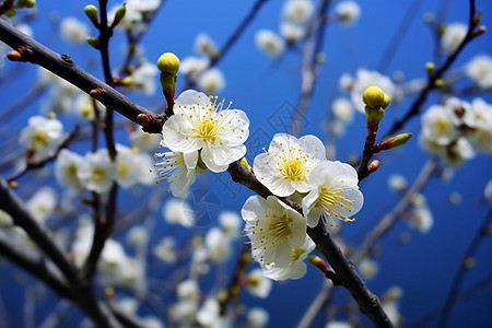 梅花盛开的特写镜头图片