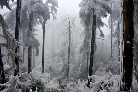 森林雪景图片