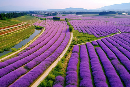 紫色薰衣草花海图片